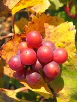 vignes (32).JPG